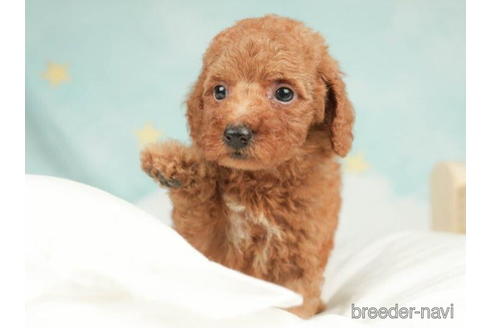 成約済の千葉県のトイプードル-210420の3枚目